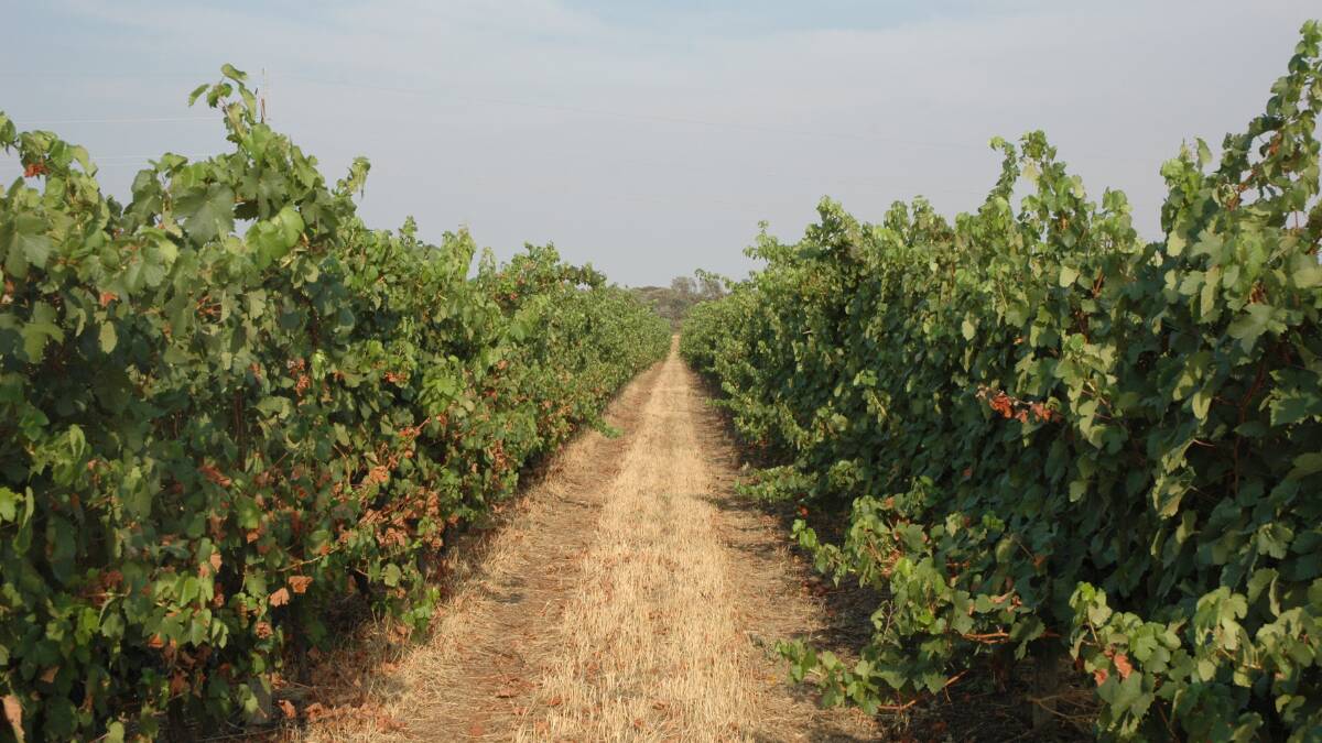 Biosecurity app considered in vineyards