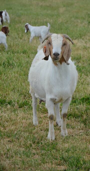 GROWING FAMILY: Boer goat does typically have multiple births.