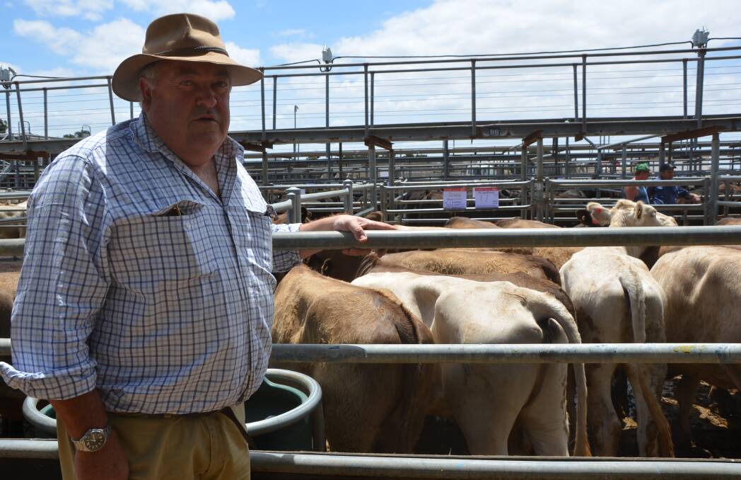 SPECIAL PEN: Mount Lyndhurst director Ian Lawton, via Leigh Creek, sold 68 heifers to $780, with these 17 making $715. One was donated to the RFDS. 