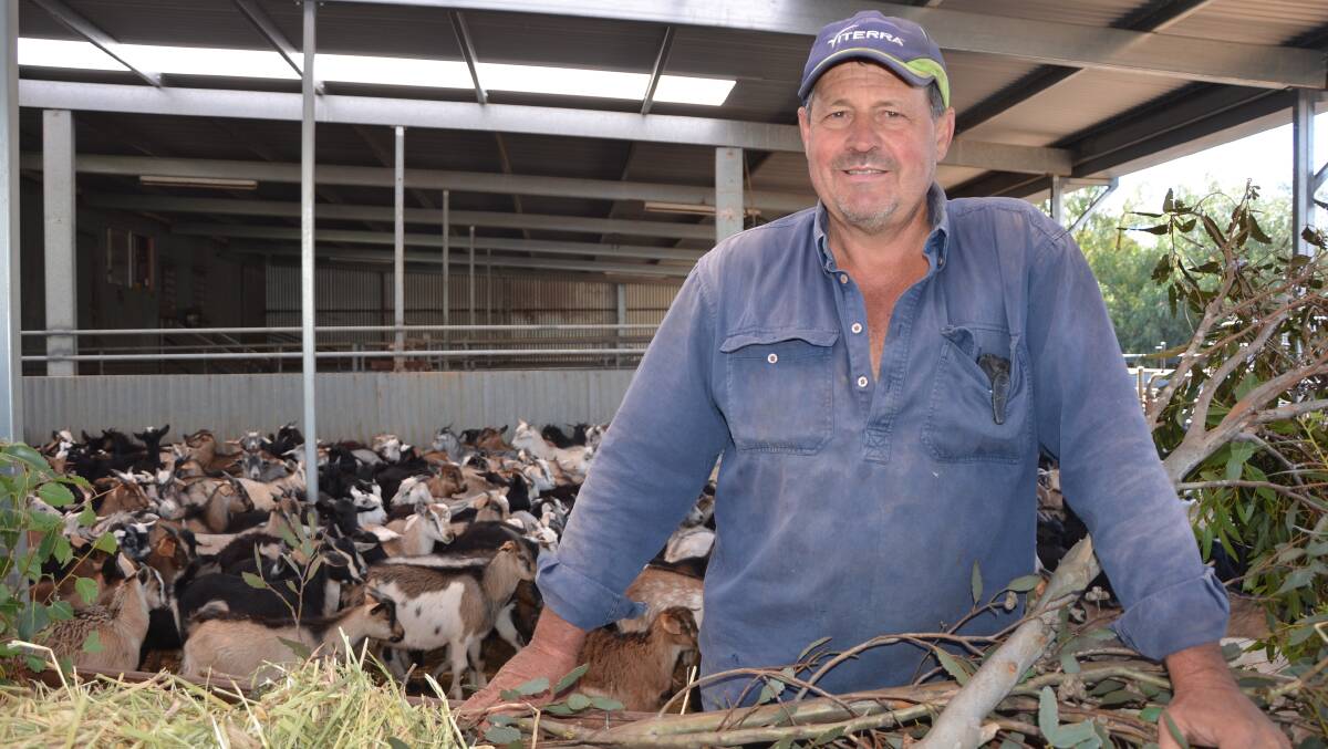 GOOD TIMES: Prices have tripled since Stephen Obst started harvesting feral goats at his station Pualco, south of Yunta, 11 years ago. 