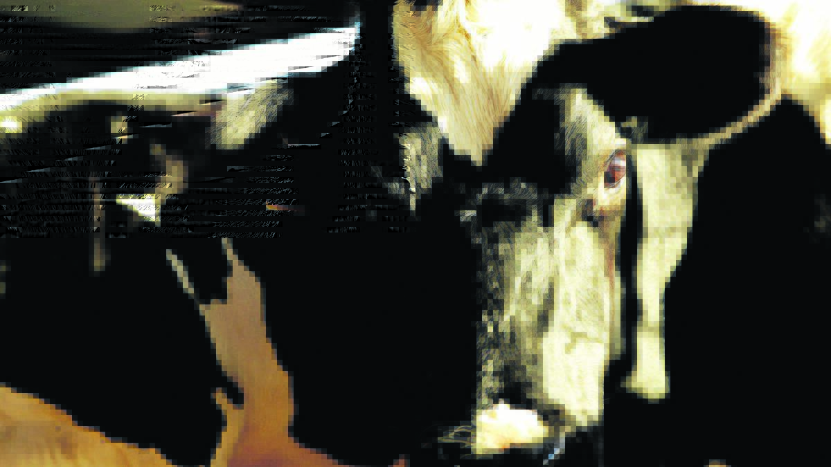 MP urges dairy loans rethink