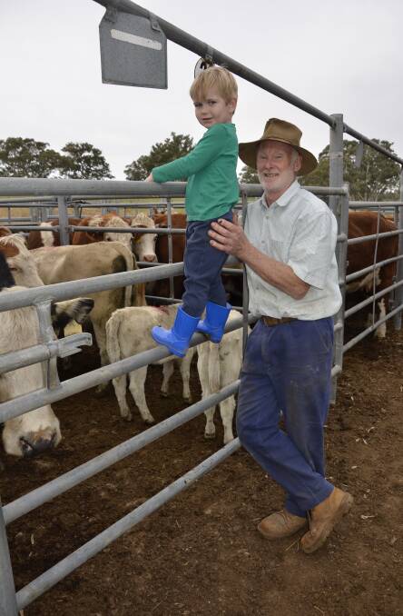 DAY OUT: Clarry Knight, Adelaide, checks out the cattle of his grandfather Chris Highet, Harrogate. The Red Angus cows, with calves at-foot, sold for $1500.