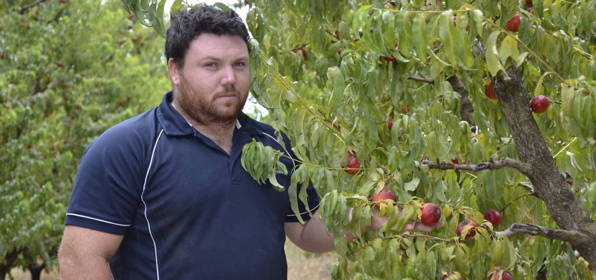 Matthew Recchia, Zest Fruit, Lyrup, is calling for more state government support, after a November hail storm wiped out his stonefruit crop.