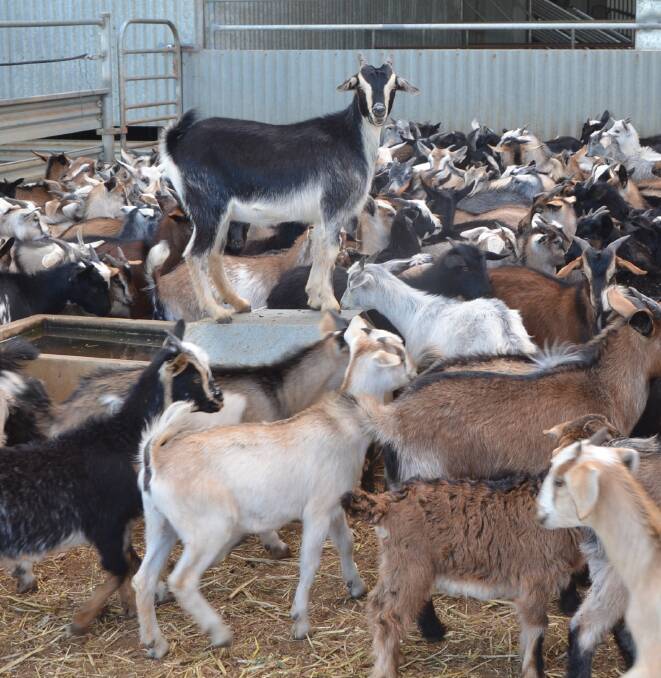 POLICY SURVEY: Goat holding depots are up for discussion.