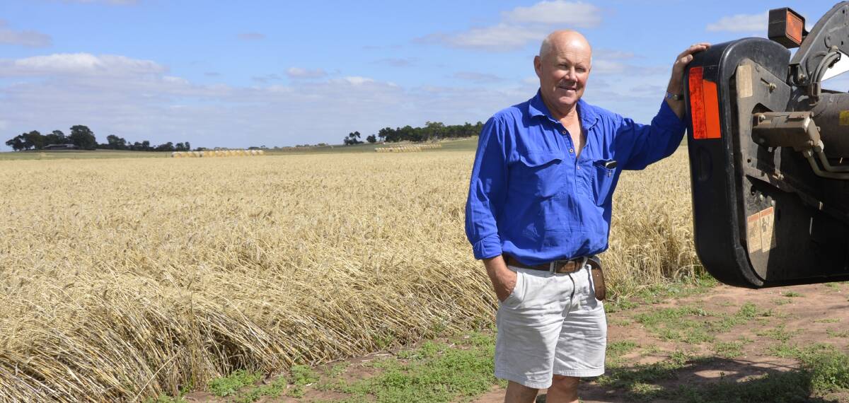 RAIN BOOST: Martindale Holdings farm manager John Matheson said yields were the best he had seen at the Roseworthy Campus Farm.