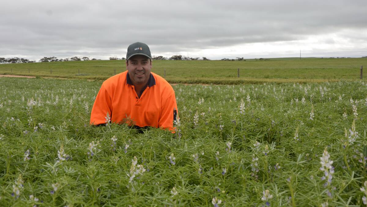 LOOKING GOOD: Mallee cropper Peter Loller in his field of lupins.