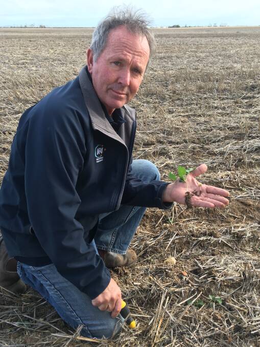 DRY TIME: Carrs' Seeds agronomist Denis Pedler shows off staggered germination in a canola crop near Cummins.  