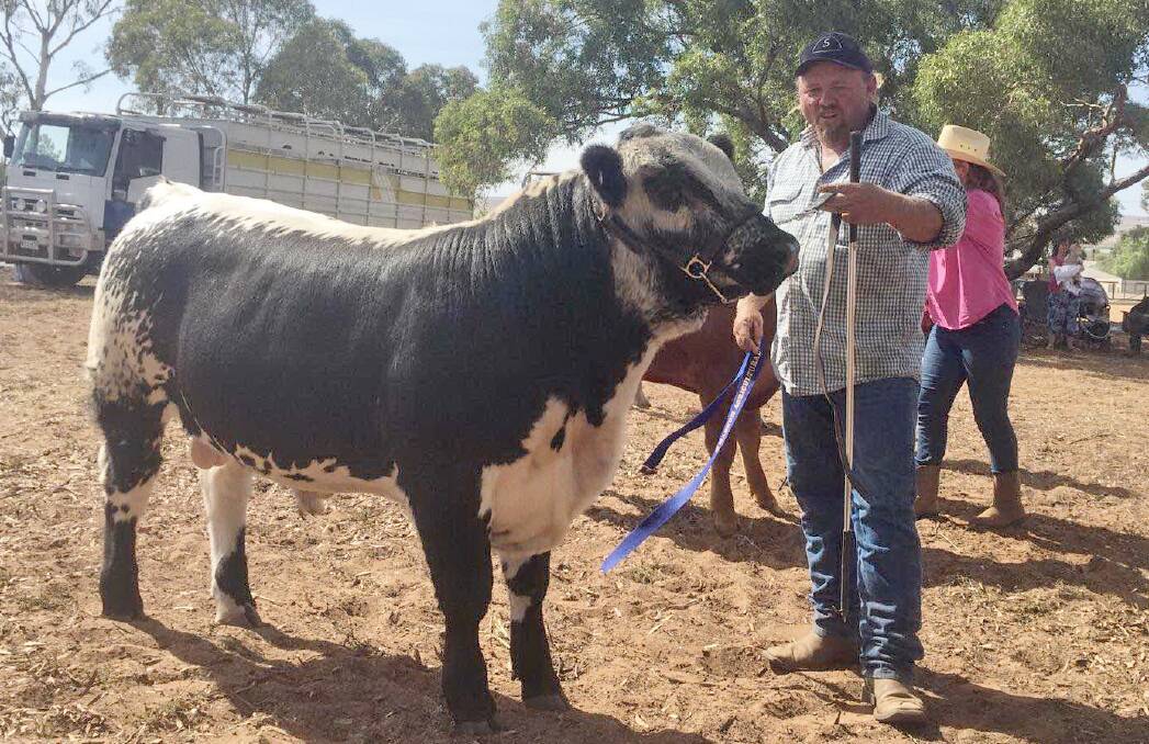INTERSTATE WIN: Vaughan Campagnolo, VPC Cattle Services, Woodside, holding Mannum Show supreme exhibit - Vic Speckle Park bull Fish Creek Farm Thunderstruck.