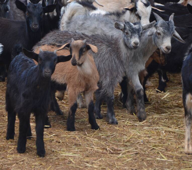 BIG BUCKS: Goatmeat exports to all major export destinations increased during March. 