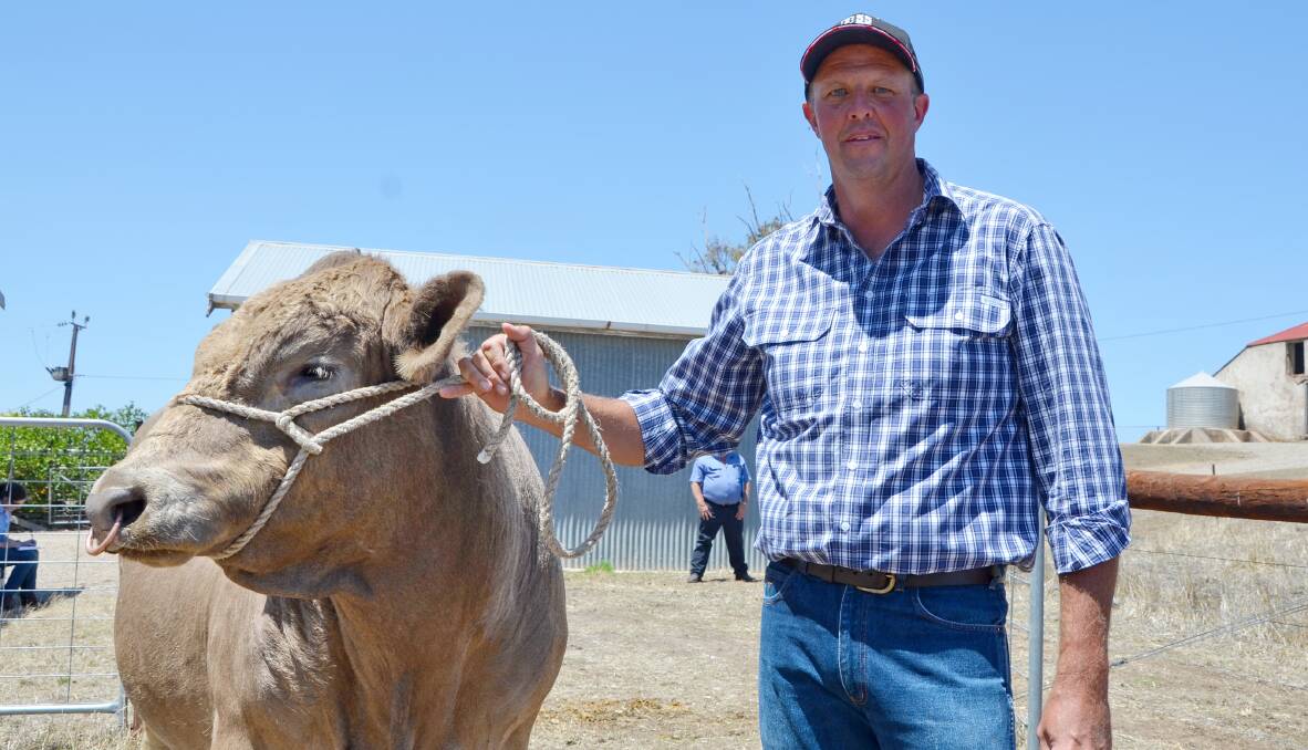 STRUCTURALLY SOUND: Darren Koopman, Tungkillo, with one of his Murray Grey bulls. He said structure was a good starting point when assessing bulls.
