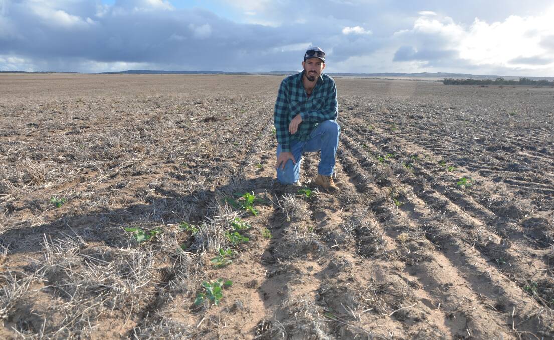 GREEN PATCH: Caleb Prime, Wharminda, in a crop of April-sown canola. He said about 40 per cent of their usual cropping program has been sown, but he estimates only about one-third of that has germinated.