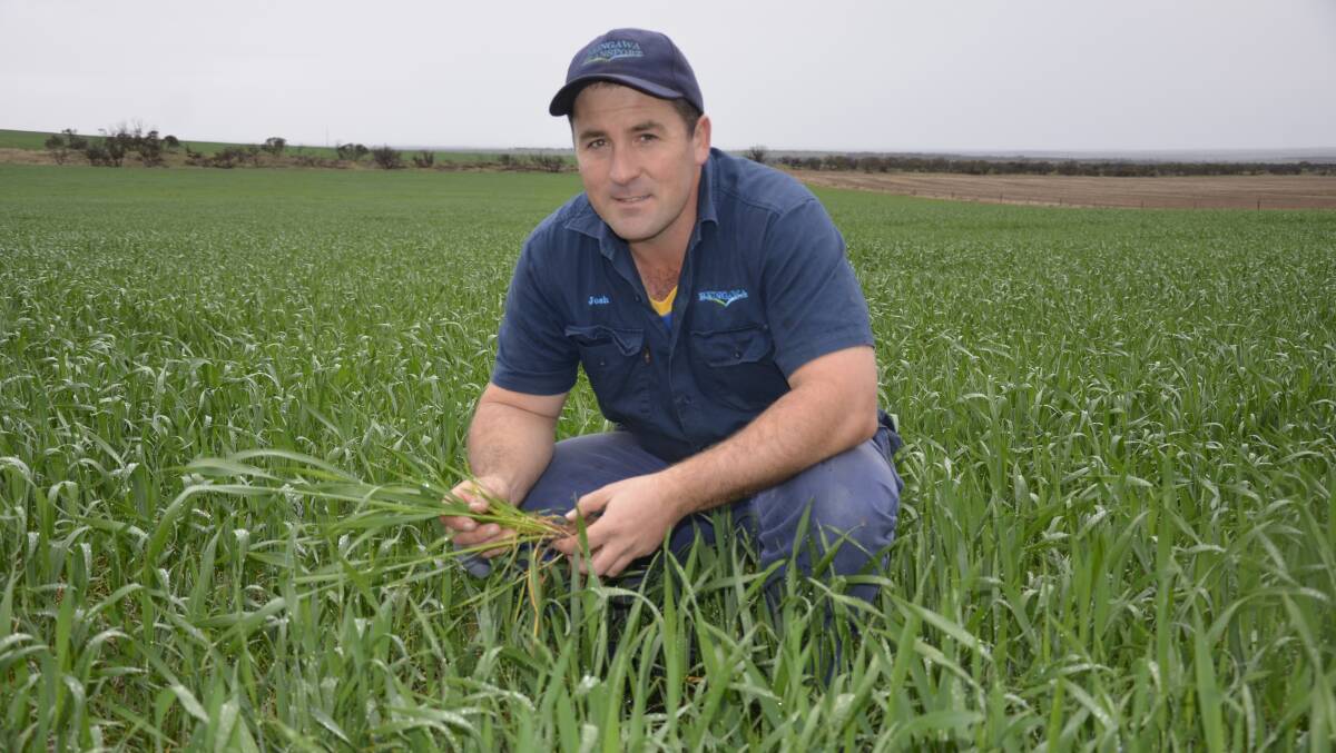 RAIN BOOST: Cootra cropper Josh Beinke in Mace wheat, which received a drink of 35mm in the past fortnight.