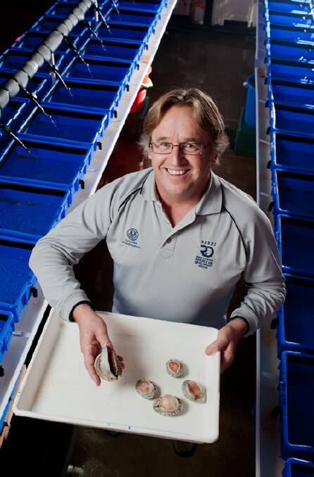 HANDS ON: SARDI Nutrition and Feed Technology Associate Professor David Stone with some of the abalone. Photo: SARDI AQUATIC SCIENCES 