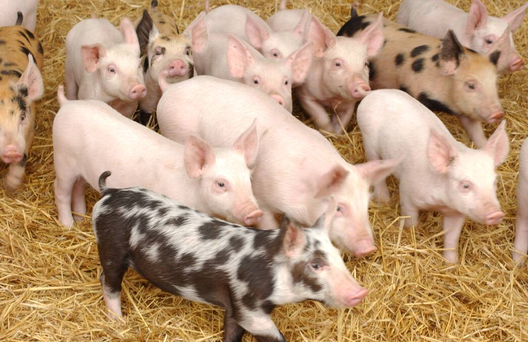 PRICE PRESSURE: Cheap pork imports are putting pressure on local pig producers.