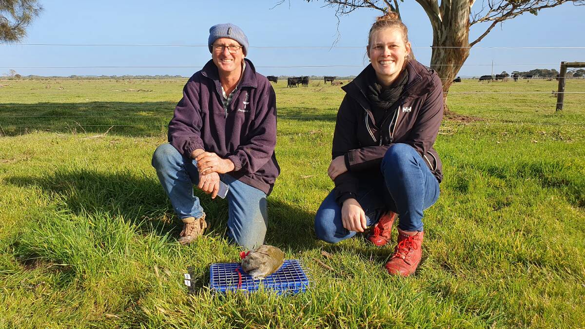 SPOT CHECK: Producer Darryn Simon, Woodrise, Beachport, with PIRSA sustainable agricultural consultant Claire Dennerley out checking the dung beetle traps. Photo: MICHELLE SARGENT. Dung beetle photo: CLAIRE DENNERLEY