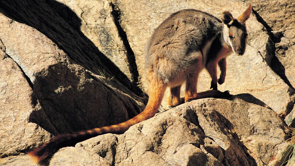 CONSERVATION: The new park will act as a conservation buffer around the southernmost colonies of the Yellow Footed Rock Wallaby.