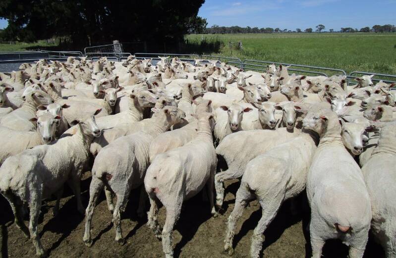 STRONG SALE: A pen of 3.5yo Border Leicester-Merino ewes, which sold for $226 at the Strathdownie, Vic, flock dispersal.