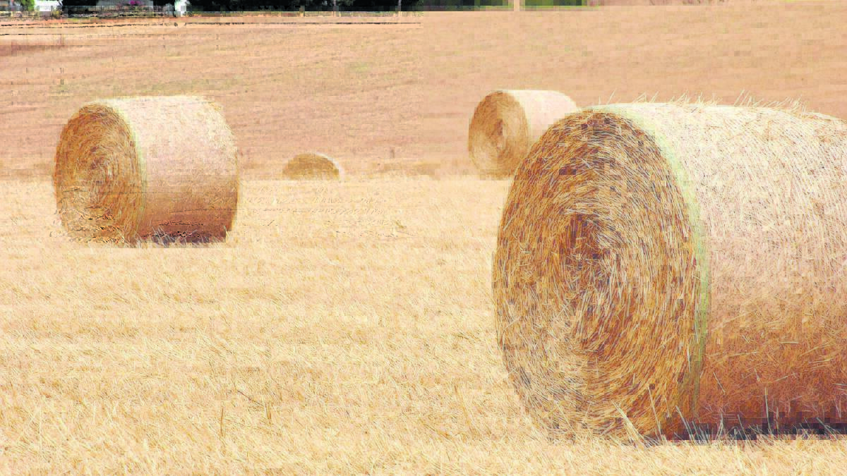 DEMAND LOW: Australian Fodder Industry Association chief executive officer John McKew did not expect any significant change in domestic conditions any time soon. 