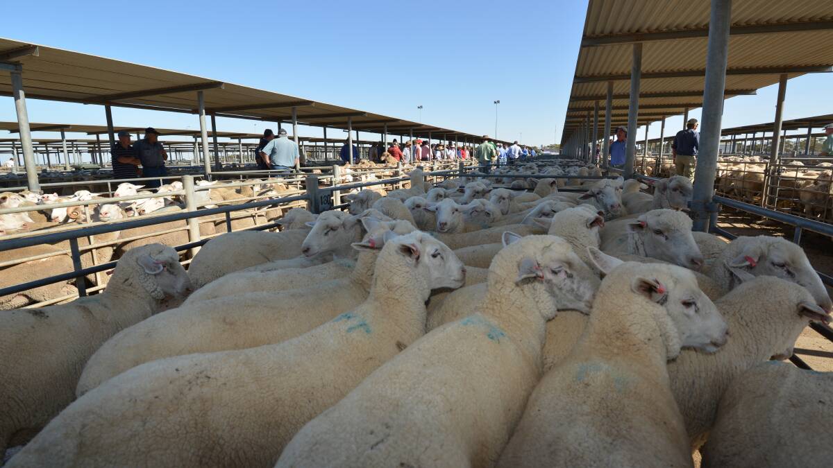 Have lambs prices reached their peak?