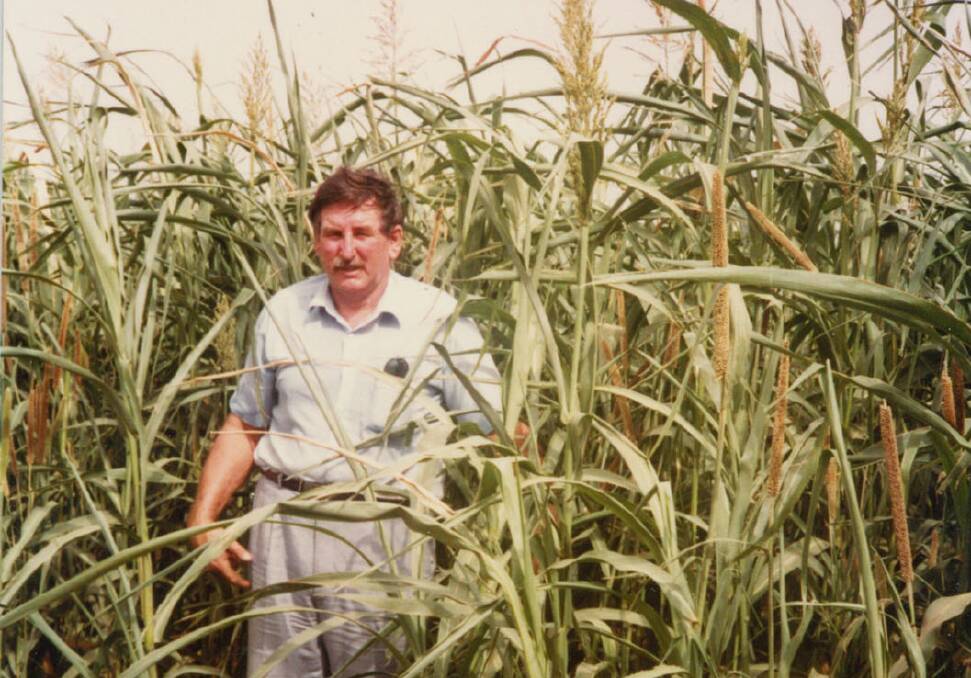 LOOKING BACK: George Heading in a crop of hybrid sorghum that he helped grow in southern Saudi Arabia.