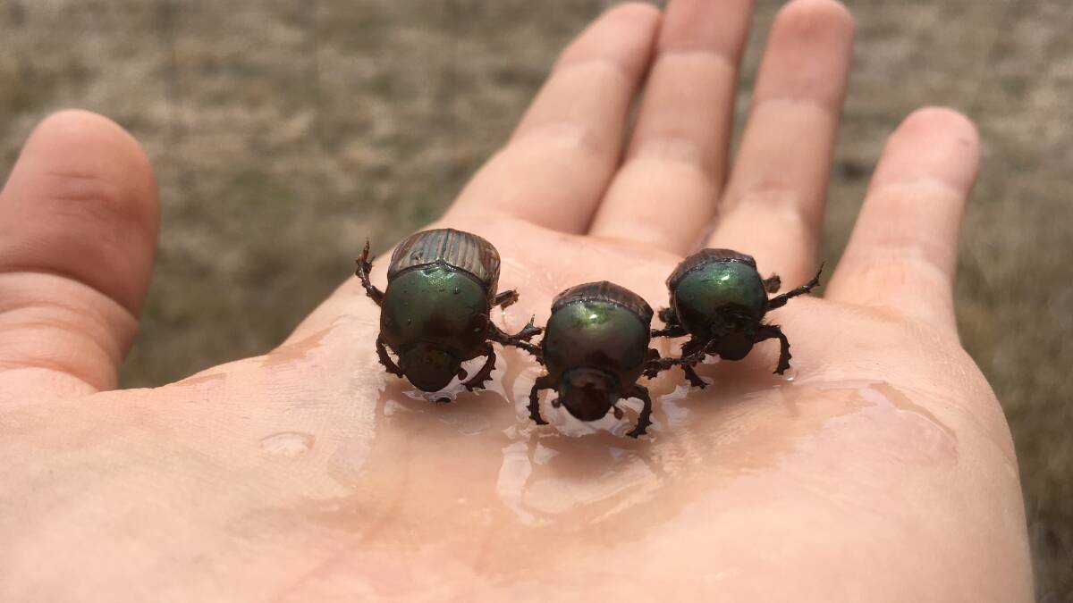 FOUND: Dung beetles. Photo: CLAIRE DENNERLEY