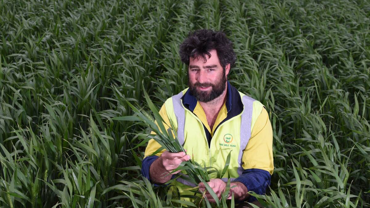 GOOD YEAR: Kelvin Tiller, Pinery, in his Scepter wheat sown in late May, which is looking promising following good rain during the growing season. 