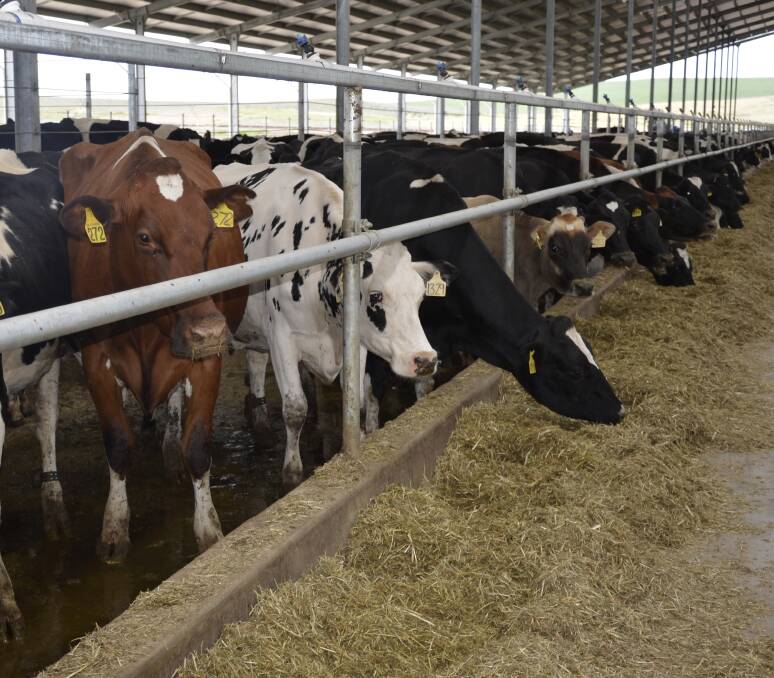 IMPROVED PRODUCTIVITY: The herd of cows, a mix of Holsteins and Jerseys, use about 95pc of available feed, reducing waste.