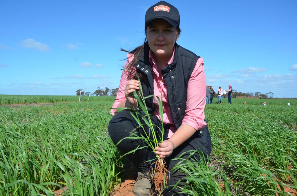 LOOKING: Elders Loxton's Hope Perry observing the Russian wheat aphid trial site at Loxton last week. RWA populations had decreased but tiller damage was still visible.  