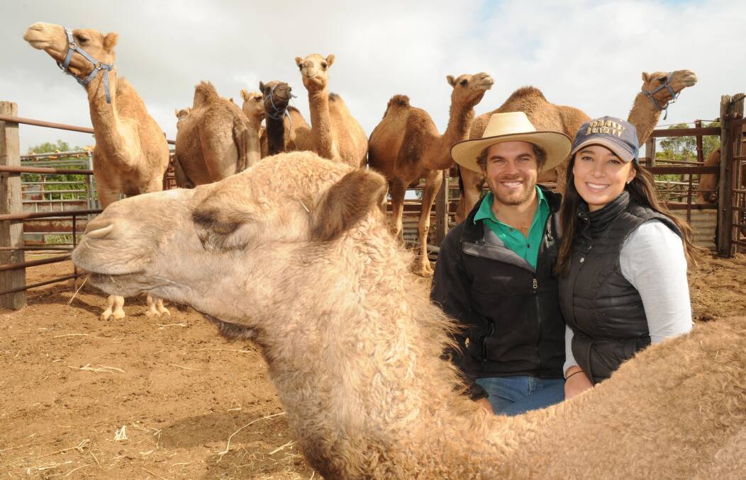 LOOKING FORWARD: Former Port Broughton farmers Evan Casey and Hannah Purss with their first trained camels for a camel dairy in Qld. 