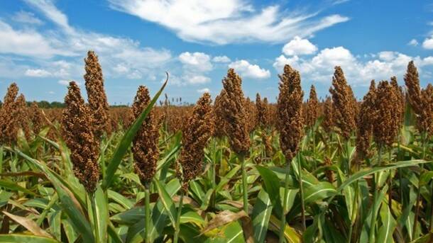 WEEDY POTENTIAL: University of Adelaide researchers have been testing sorghum varieties for their potential in biofuels.