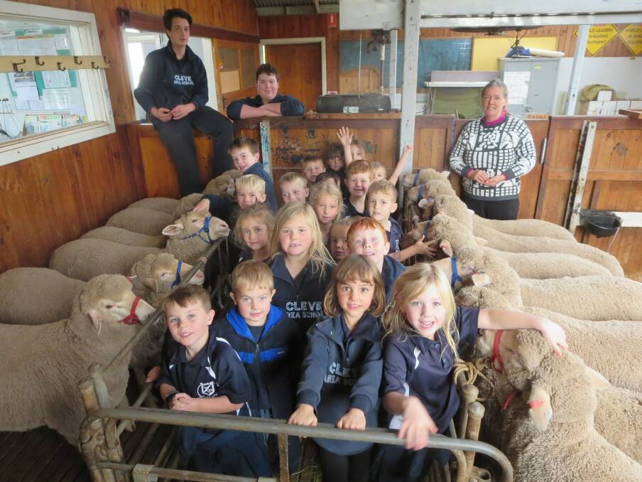 UP CLOSE: A class of younger Cleve Area School students meet the sheep the school will take to the Royal Adelaide Show.
