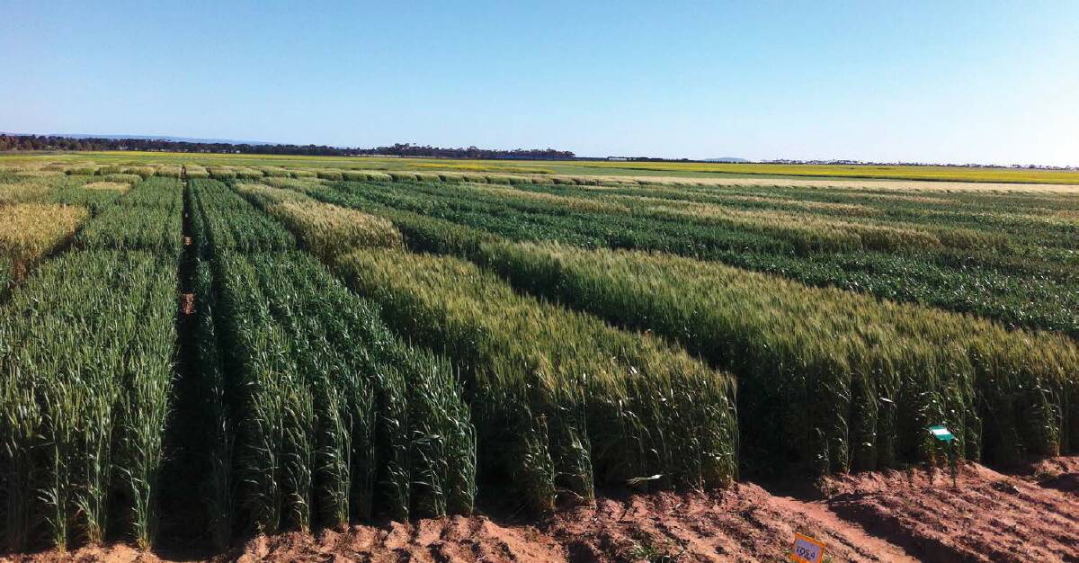 Farmers embrace early sown wheat
