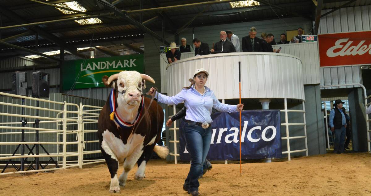 Alicia Trovatello of Glendan Park stud, Kyneton, Victoria, leads the grand champion bull of the Herefords National Show which was knocked down for $32,000 to Tom Nixon of Devon Court stud, Drillham, Queensland. The high price of $32,000 was achieved three times during the sale. 