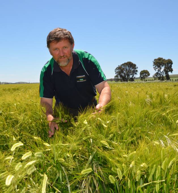 BUSTLING BARLEY: Landmark Jamestown agronomist Steve Richmond in Fathom barley sown at 100 kilograms a hectare on May 6.