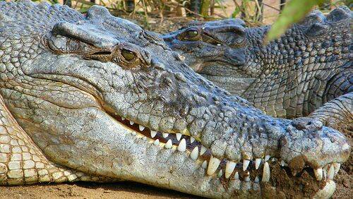 Locals take croc cull into own hands