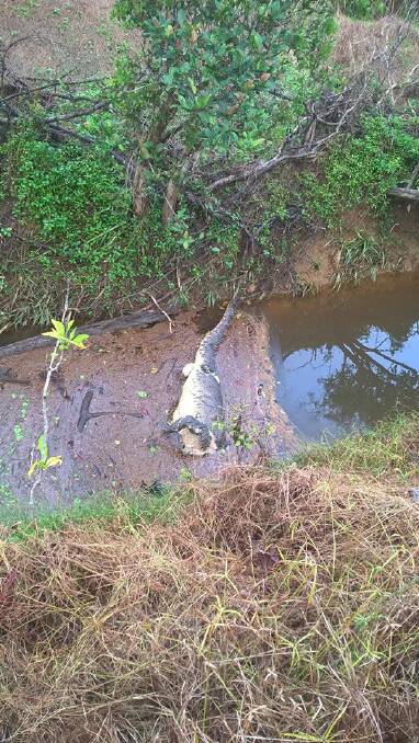 Beheaded crocodile.