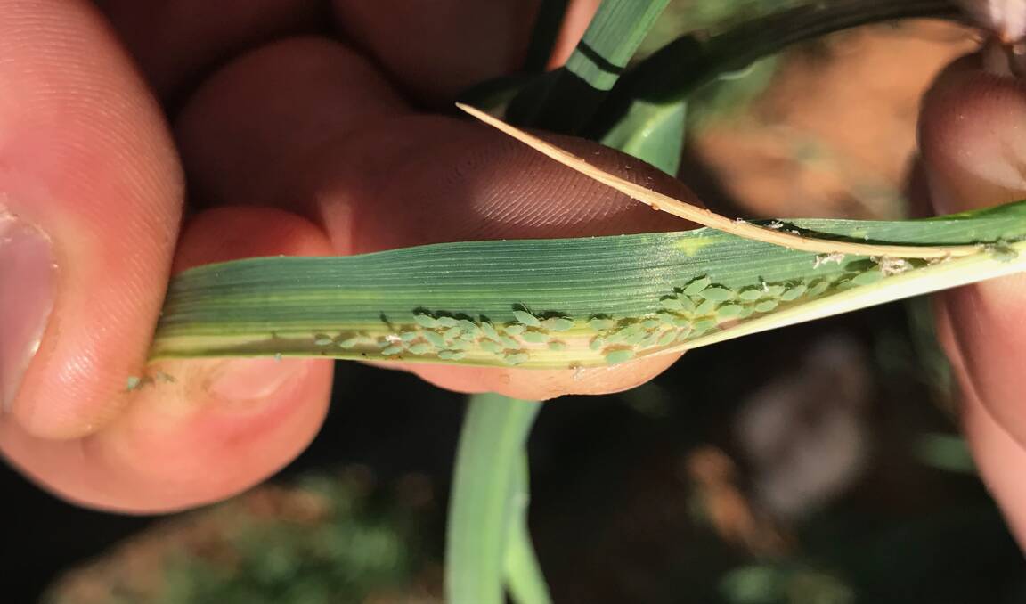 LITTLE PEST: Russian wheat aphid seen attacking an early barley crop during trials conducted by SARDI in Loxton, Roseworthy and Bool Lagoon.