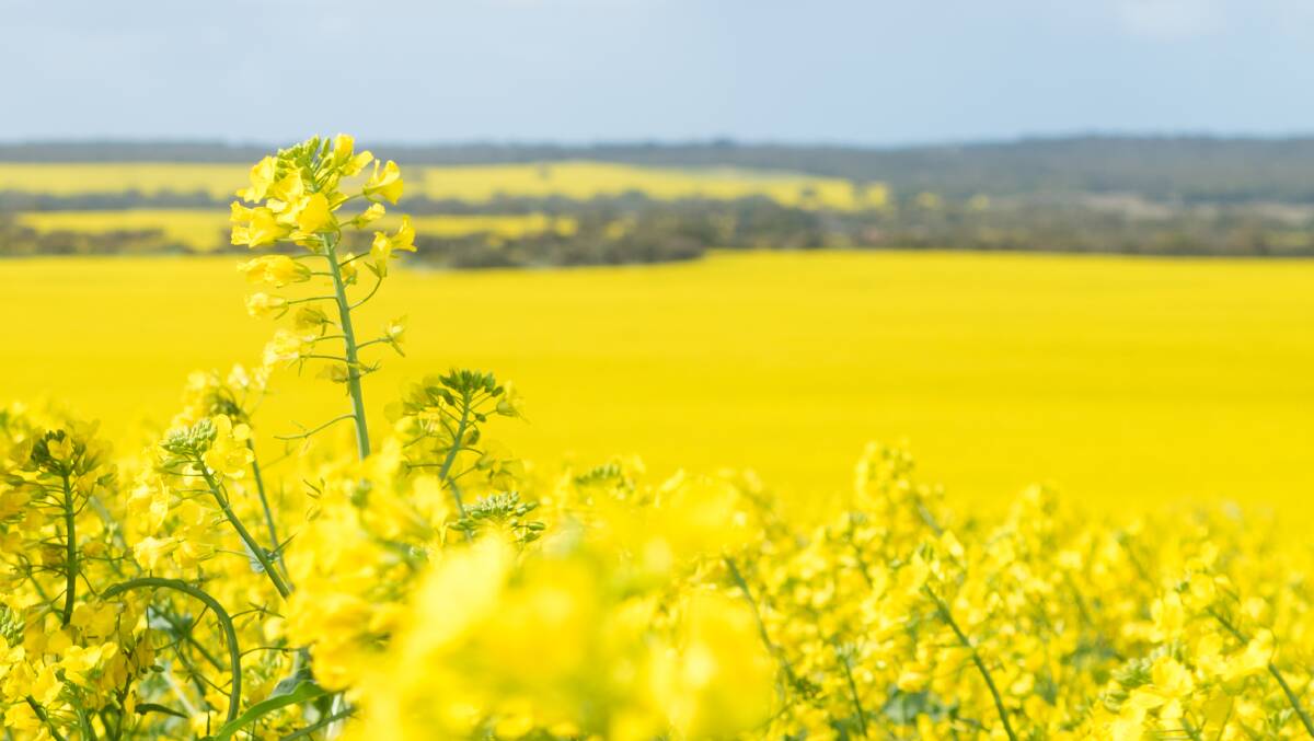 HELD BACK: SA farmers will be banned from growing genetically-modified crops until 2025.
