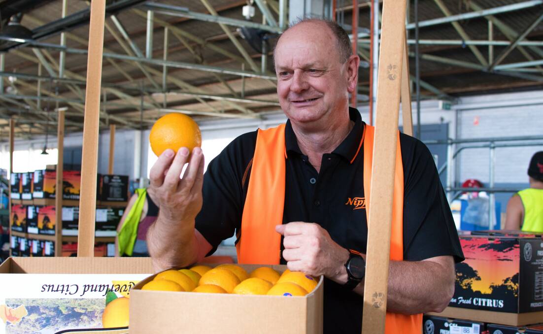 QUALITY: Nippy’s operations manager Phill Warner inspects some fruit at Nippy's Waikerie facility.