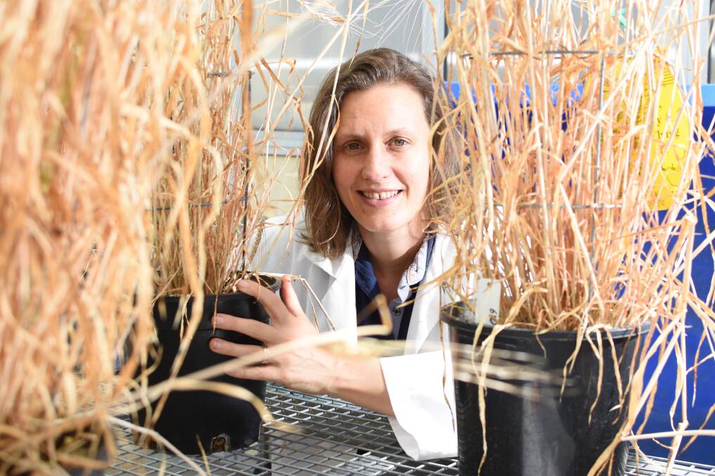 GAME-CHANGER: University of Adelaide researcher Caitlin Byrt examines her wheat project, which has led to a 25 per cent increase in durum wheat yields.