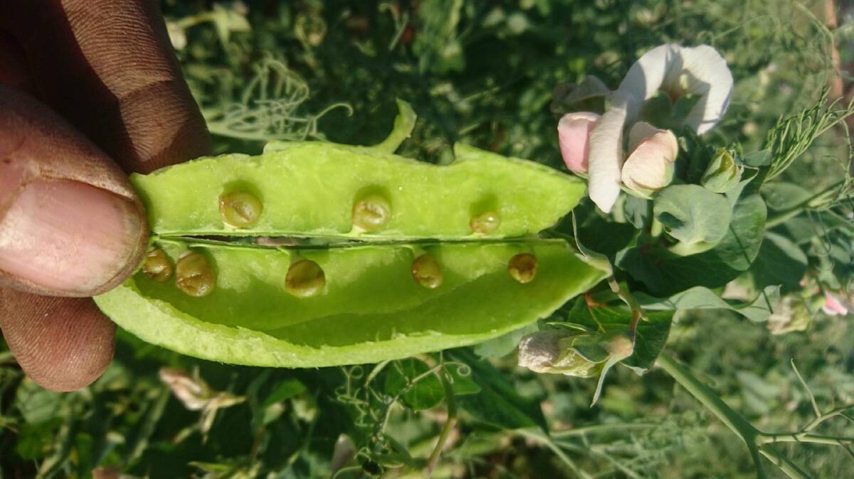 DEVASTATING IMPACT: Field peas at Steve Nitschke's Loxton farm were badly hit by frost this season.