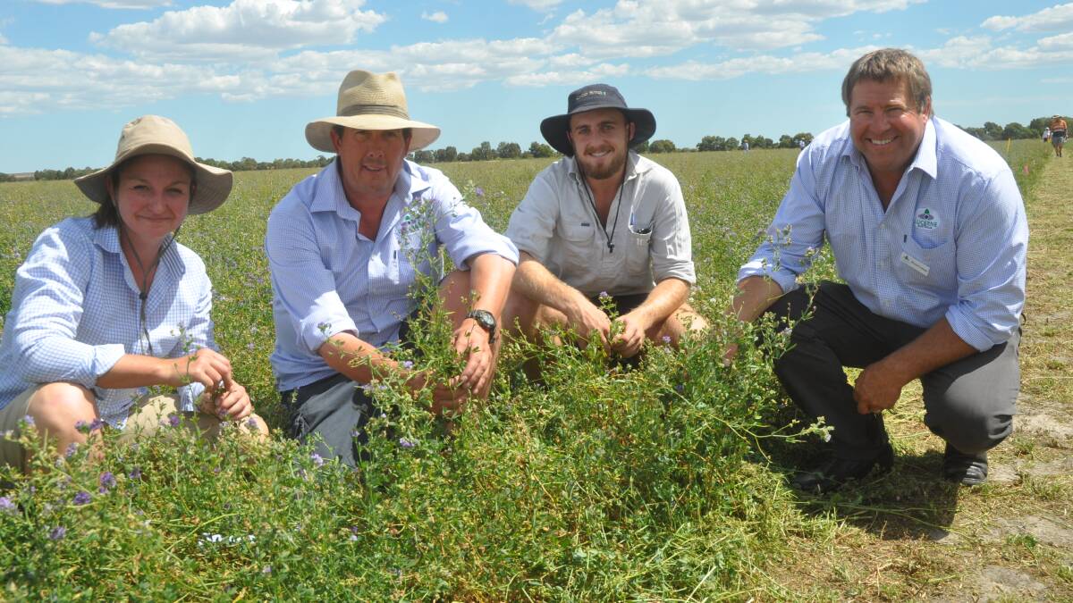 PADDOCK INSPECTION: AgXtra senior researcher Belinda Rawnsley, South East lucerne seed producer Scott Campbell, AgXtra research officer Andrew Lehmann and Lucerne Australia chairman Bruce Connor.