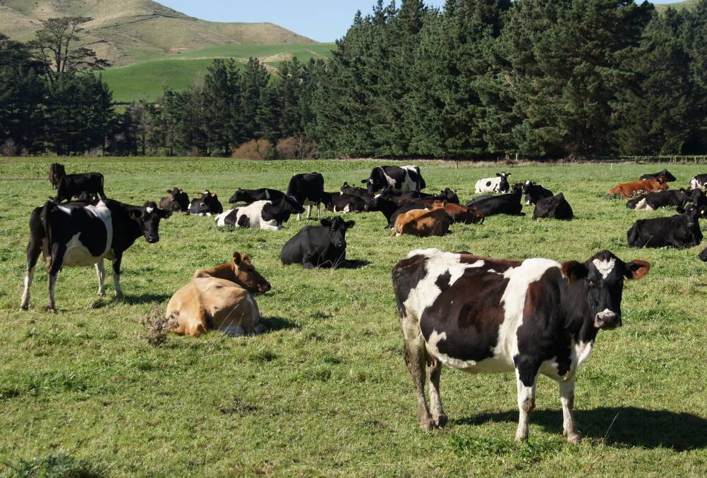 A herd of North Island dairy cows. Harvest serves more than 1000 dairy customers out of a market of 15,000. The company will continue to focus on its domestic market.