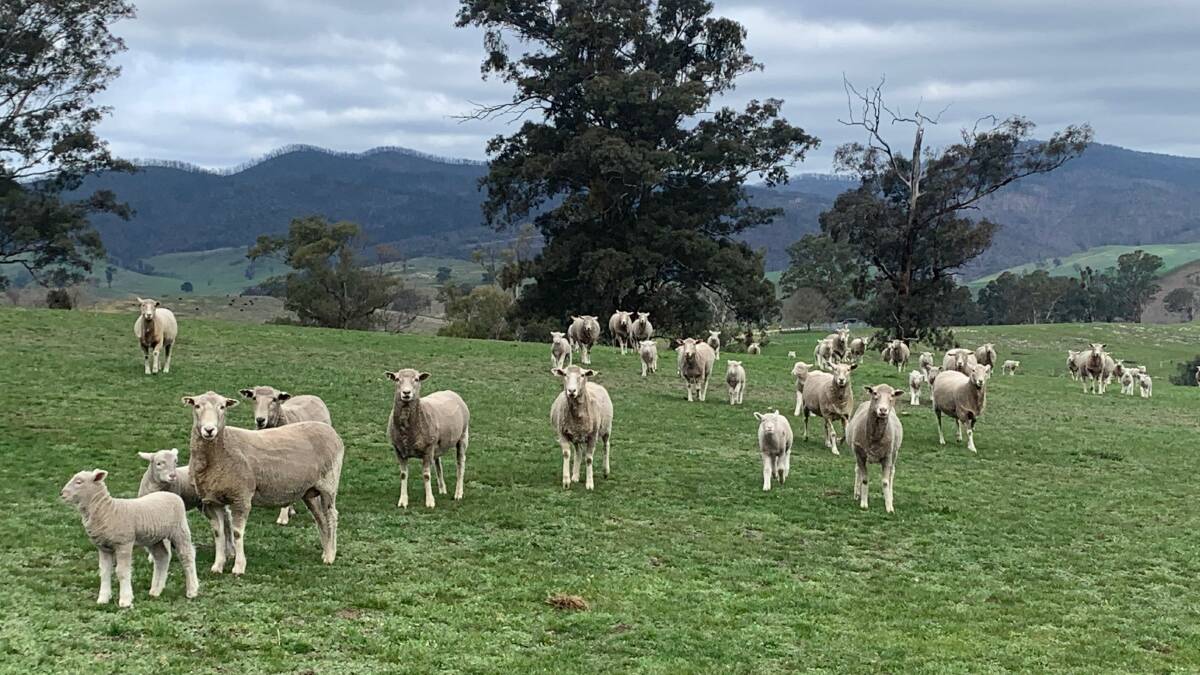 Ewes and lambs at the Woodgates' property over seven months on from the devastating New Year's Eve bushfires.