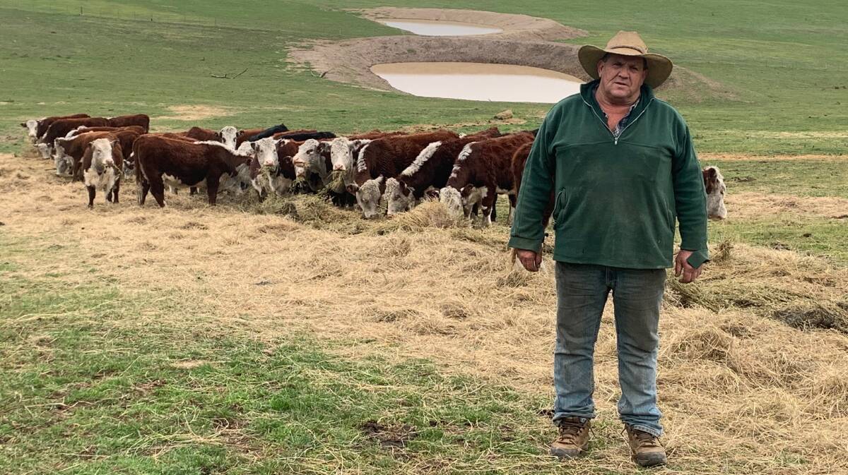 Kevin Woodgate, Buchan, Vic, feeds cattle on his property that was burnt out during the summer bushfires.