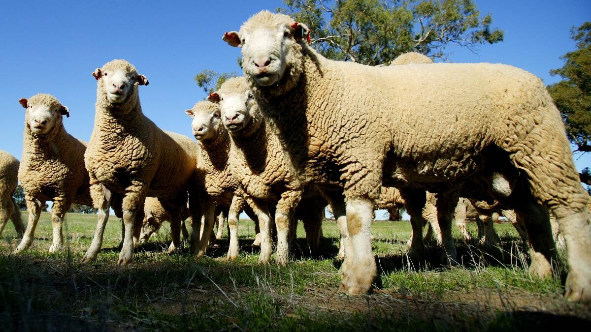 Youth competition boost at LambEx 2016