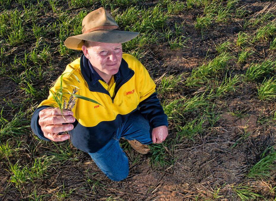 CHEWED UP: Ben Wundersitz, Anna Binna, Maitland, said minimal soil cultivation and high stubble loads were not helping his continued fight against mice. 