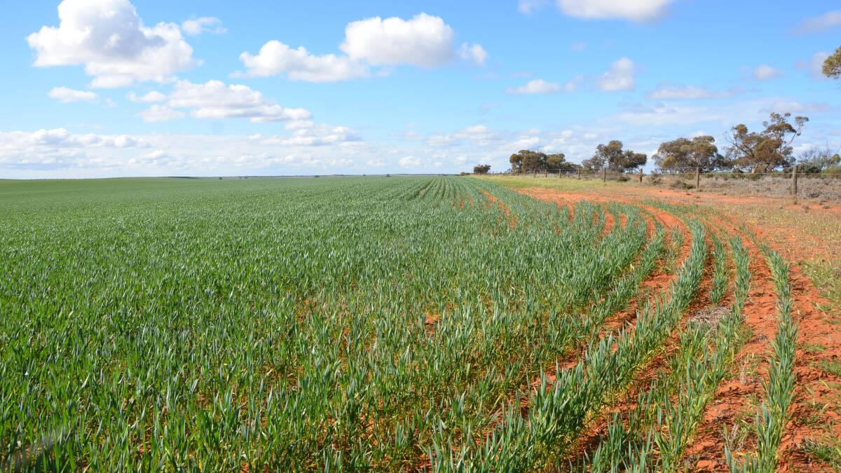 CSIRO help discover fibre packed wheat variety
