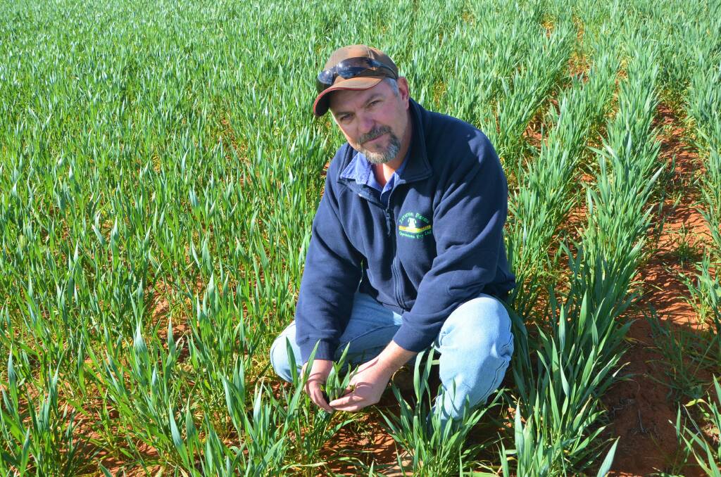 PREMIUM: Loxton graingrower Tom Fielke has grown Compass barley for the past three seasons and said the addition of the malting premium will help outwiegh his returns on wheat. 