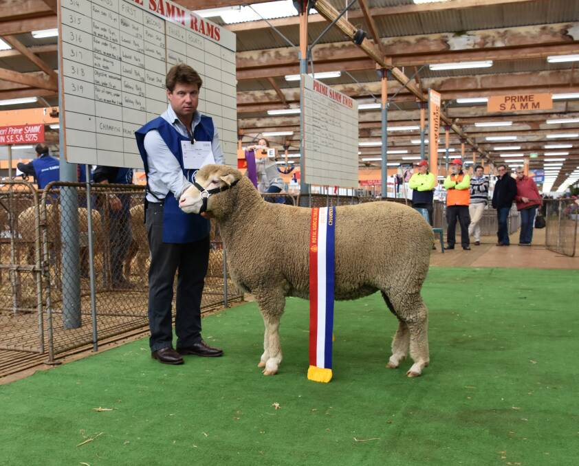 CHAMPION: Lawral Park stud principal Campbell Lawrie, with 21.7 micron ewe 